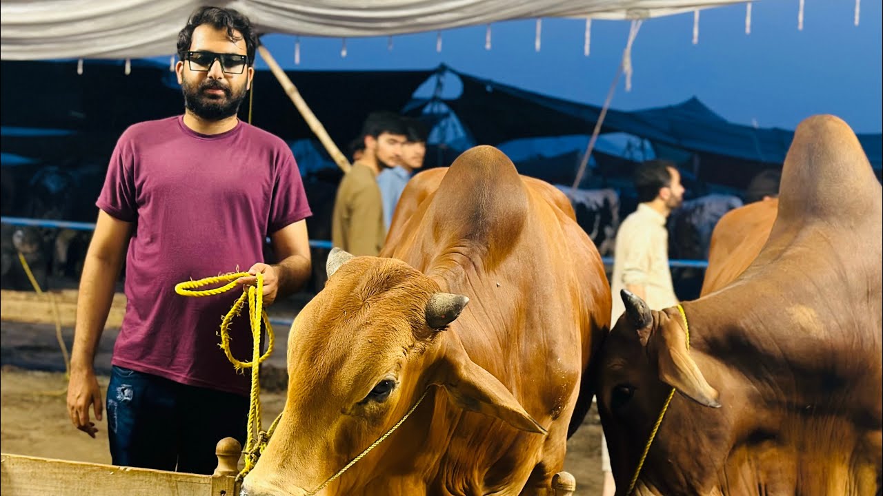Hum Gaye Cow Mandi Cow La Aye