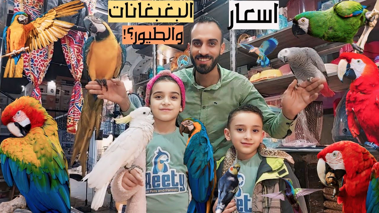محل أ/ رامى الغرابلى للبغبغانات والطيور بالاسعااار وارقام التليفون مكاو زنجبارى كوكاتو دره بينابول و