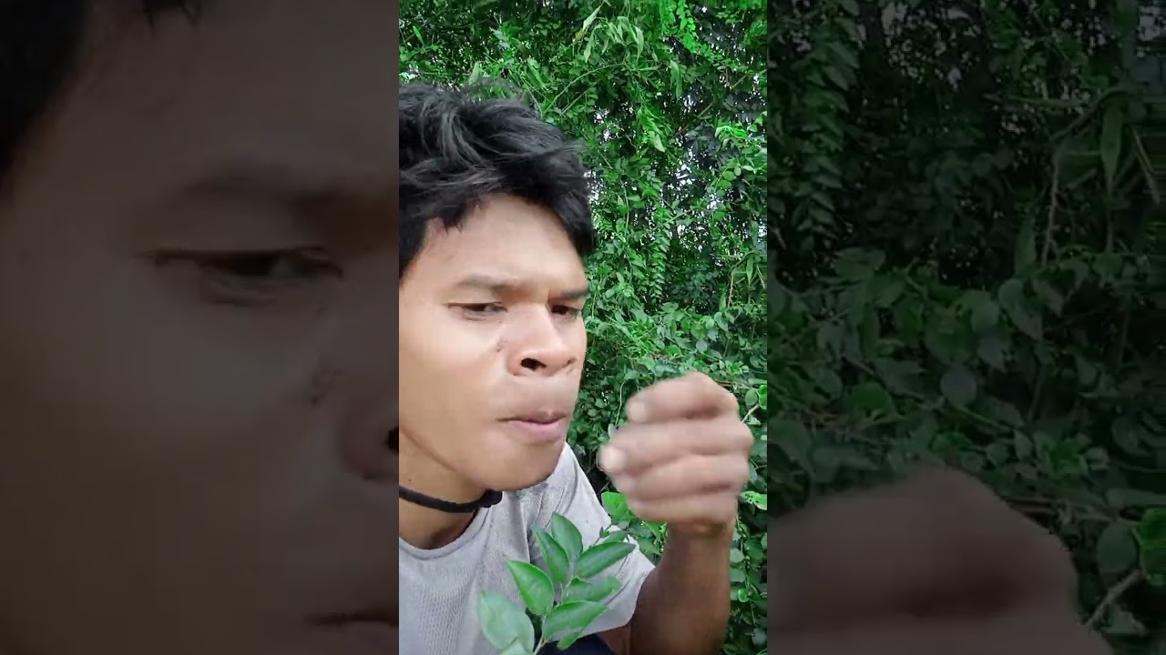 ផ្លែព្រៃ