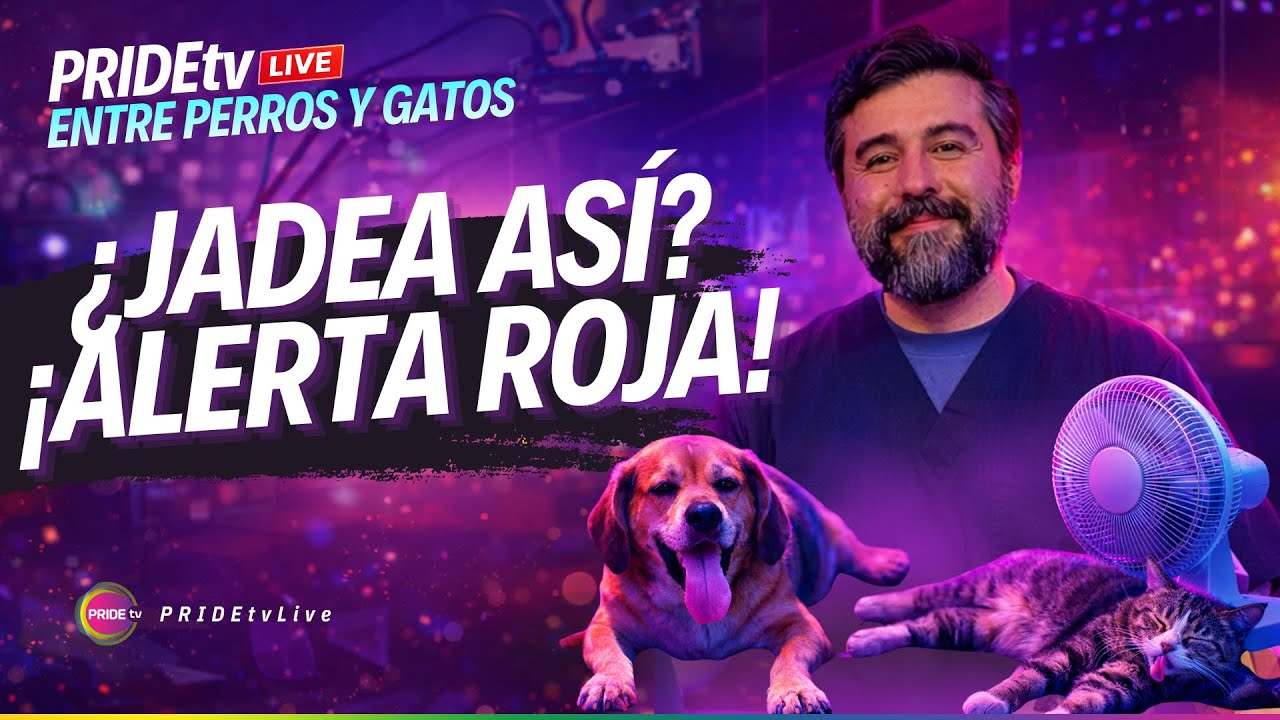 ALERTA OLA DE CALOR: señales de golpe de calor en perros y gatos + qué hacer  | Entre Perros y Gatos