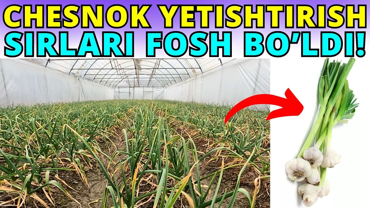 02.02.2025! CHESNOK ORQALI DAROMAD QILISH SIRLARI FOSH BO'LDI!