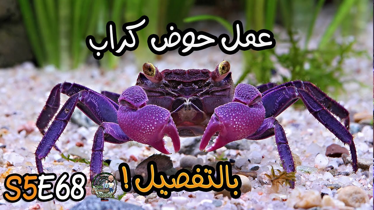 S5E68 - عمل حوض كراب بالتفصيل
