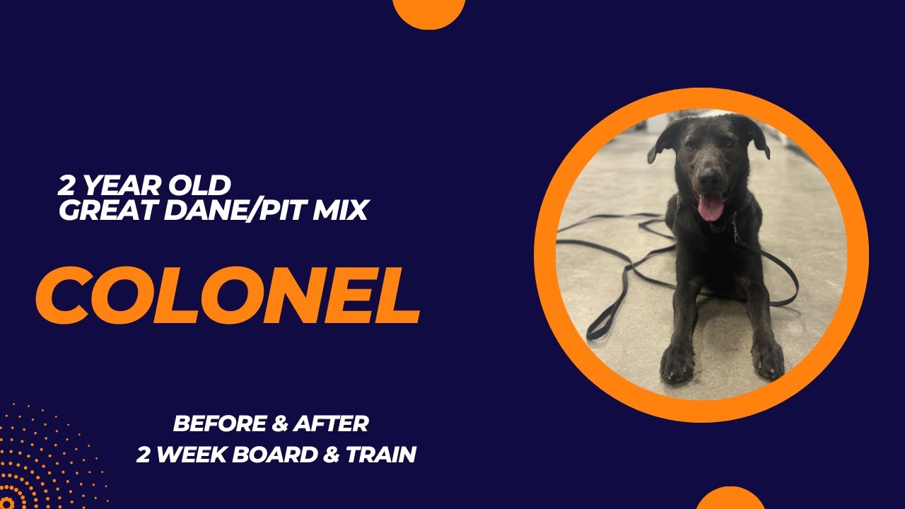 2 Year Old Great Dane/Pit Mix “Colonel” Before/After Video | 2 Week Board and Train | Erie