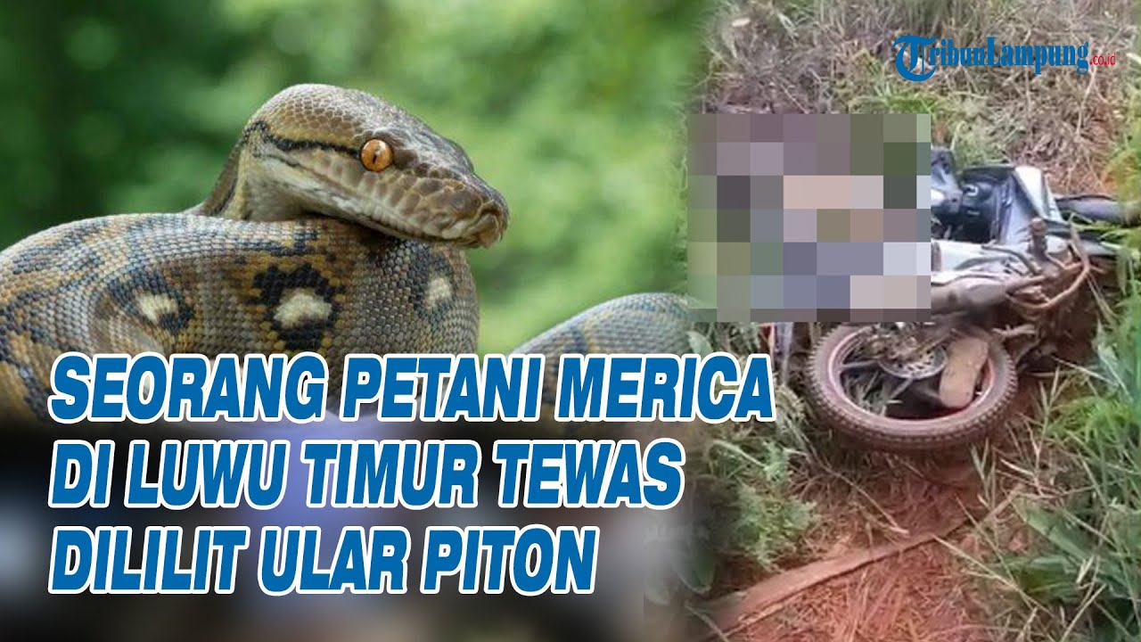 Petani Merica di Luwu Timur Tewas Dililit Ular Piton