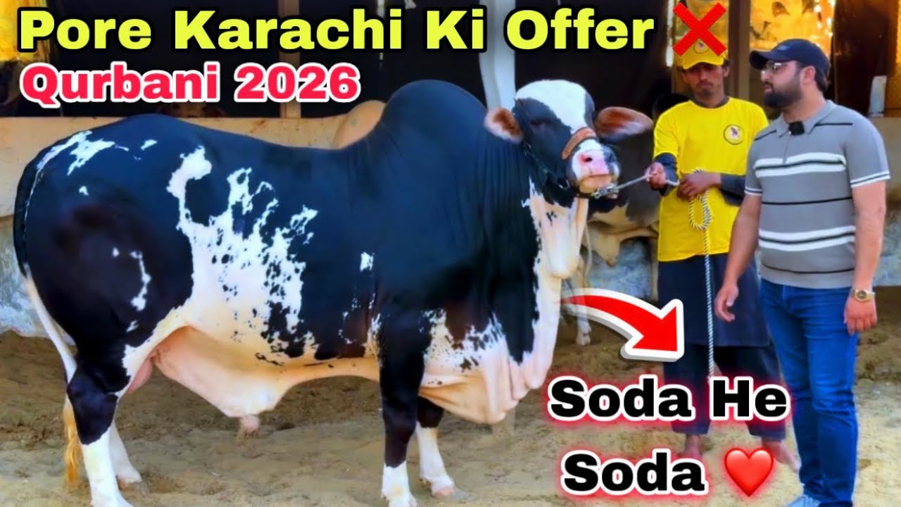 Karachi Ki Sasti Cow Mandi 2026 | Rafay Bhai Qurbani Ka Sasta Janwer  Le Aya 😍 | Cow Mandi 