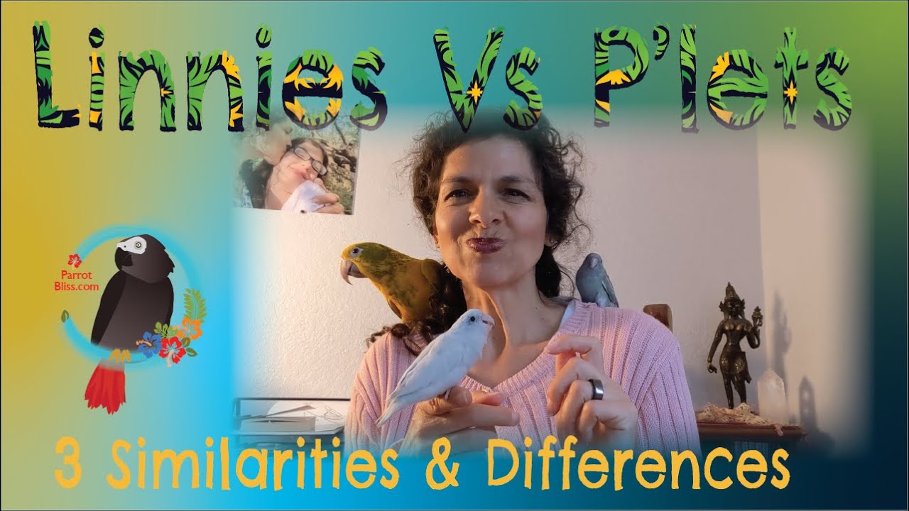 #Линни или #Попугайчики? 3 сходства и различия #Parrot_Bliss #Попугаи
