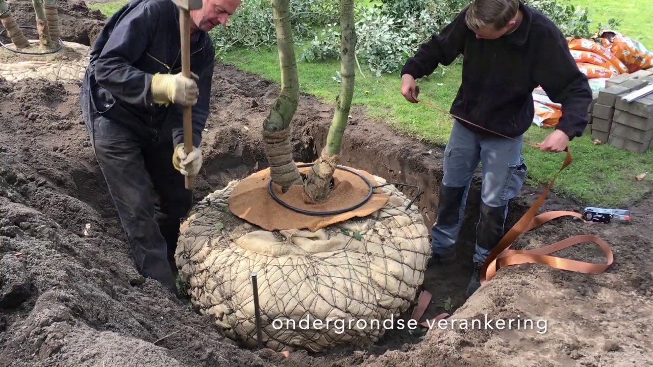 Tuinmeesters-Steeneiken planten in Wouw