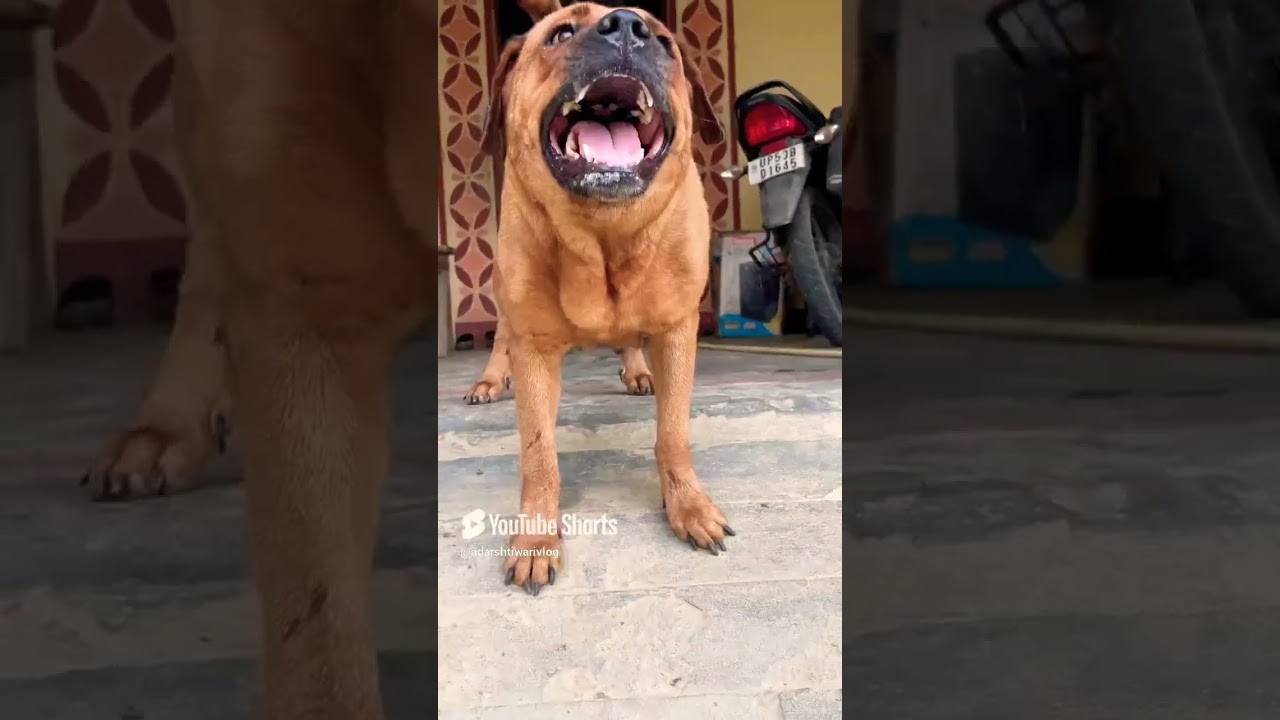 Dig sound || dog barking sound