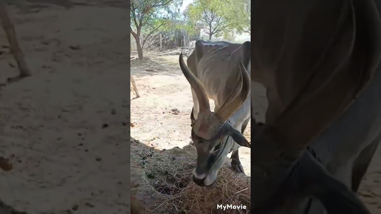 Save Kangeyam cows!   #Kangeyam #farming