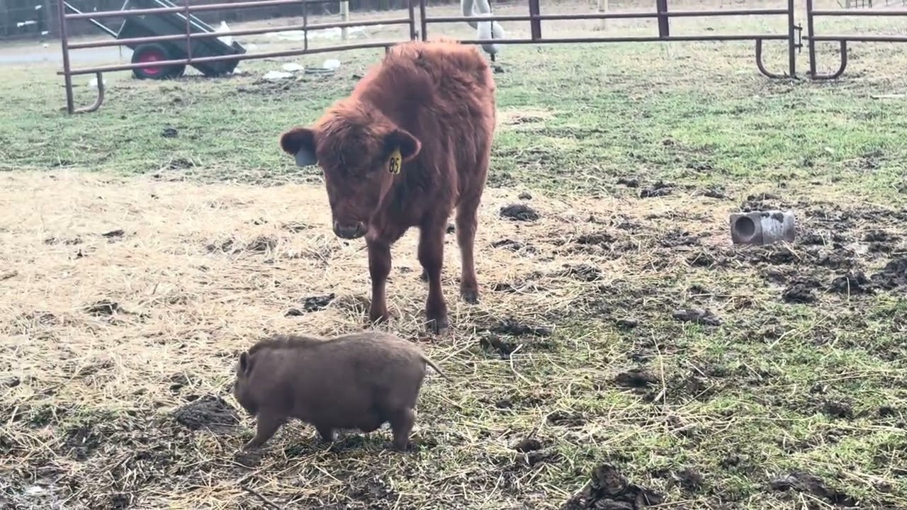 Wild boar and calf fighting!