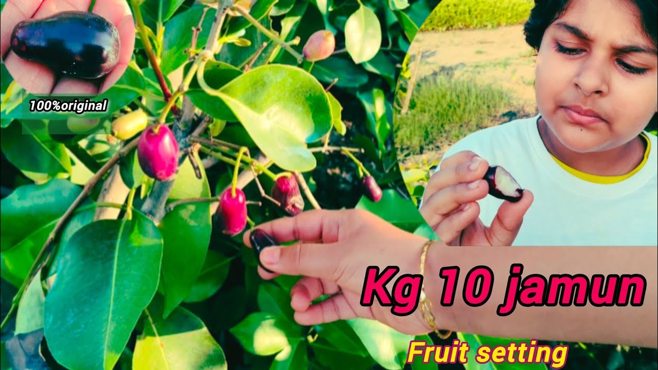 Kg 10 jamun/Black jamun plant Available  "Afsana Nursery" Ph-7601949430