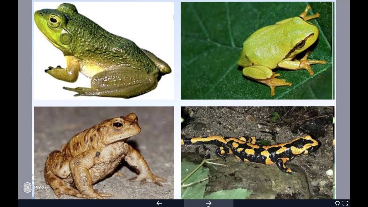 Lezione sugli anfibi