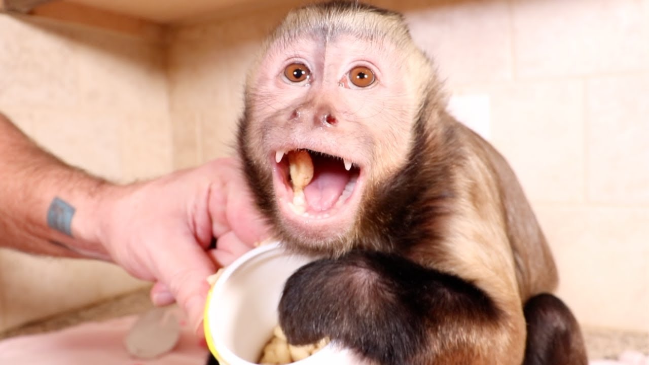Cute Monkey Says Don't Take My Banana Puffs!