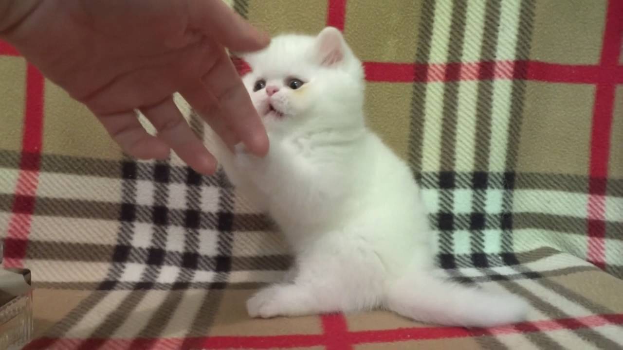 White exotic shorthair kitten