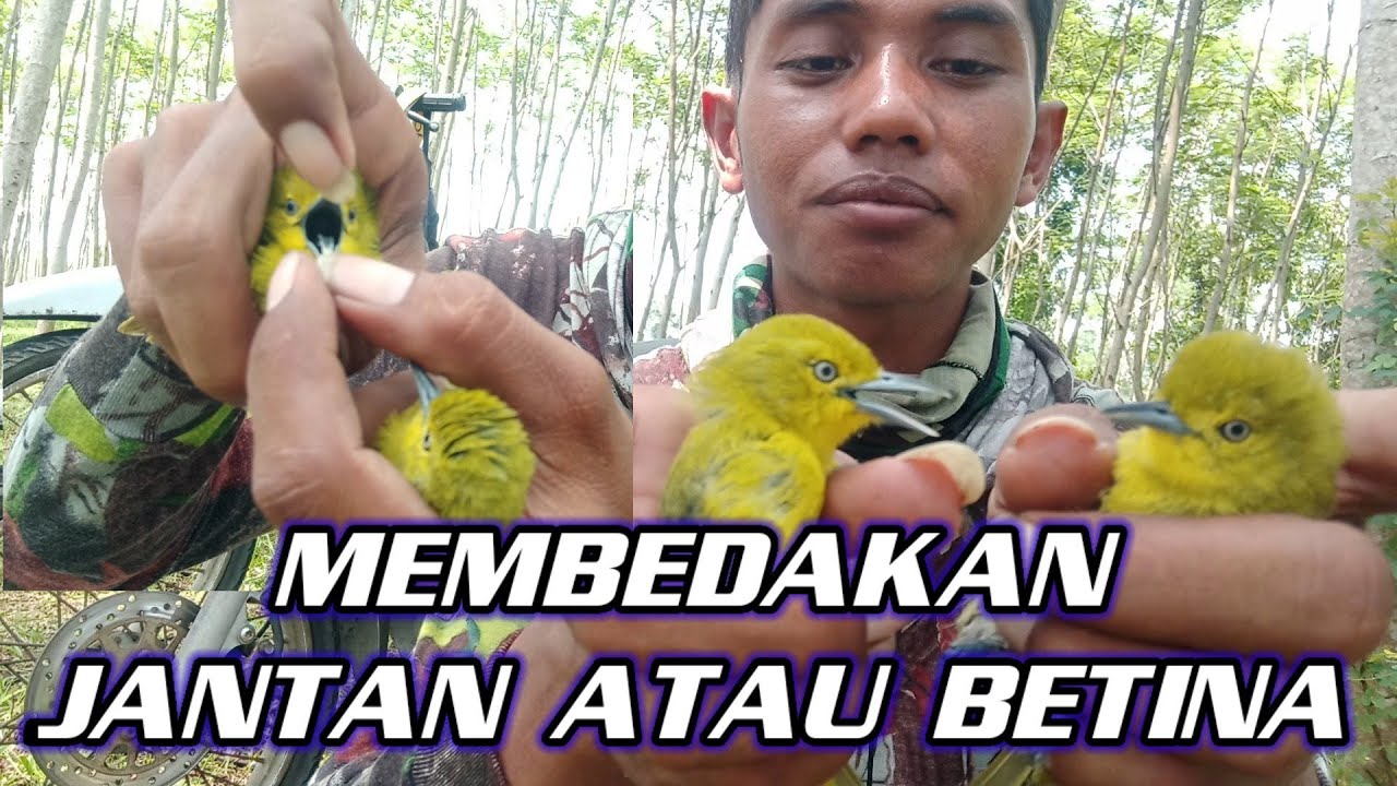 Perbedaan jantan dan betina burung sirpu hasil pikatan @arifchannel