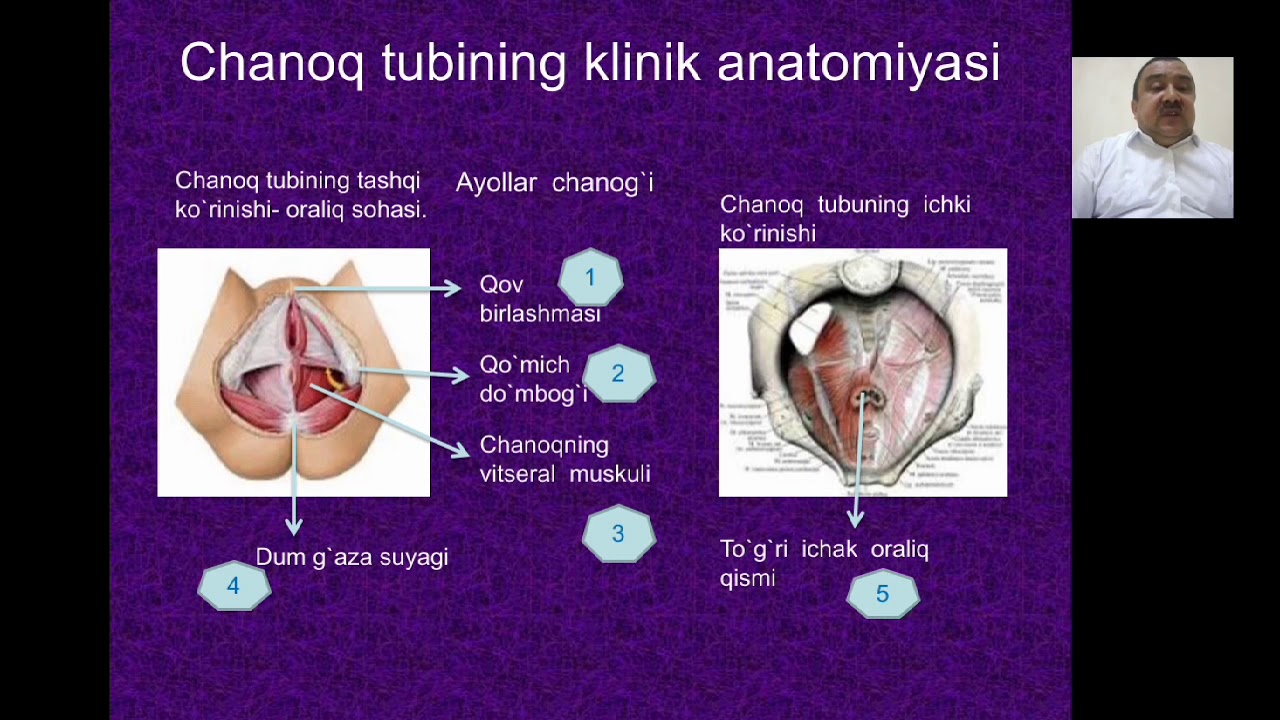 Chanoq sohasi Klinik anatomiyasi