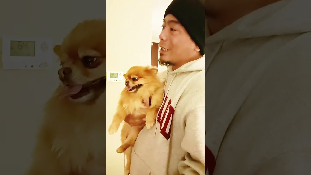 WOOFCAM: Pomeranian sa NYC Takot Sa Tao