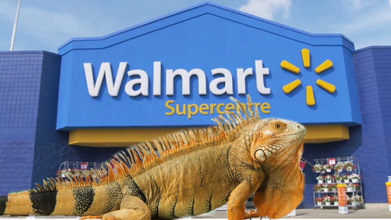Iguana Removal Job!! Iguanas Move in at Florida Walmart!