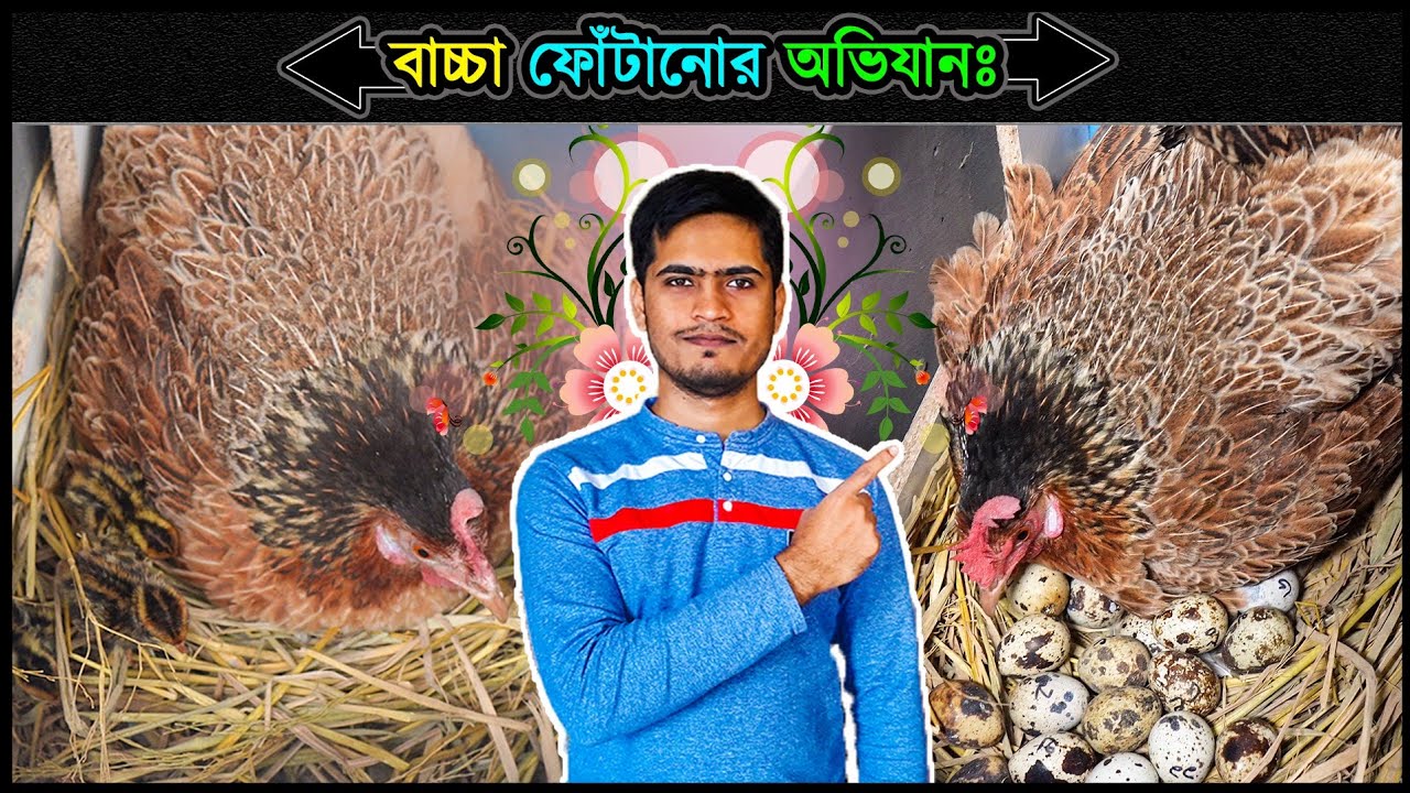 মুরগি দিয়ে কোয়েল পাখির বাচ্চা ফুটানোর পদ্ধতি  💗  jactok পাখি ভাইয়া