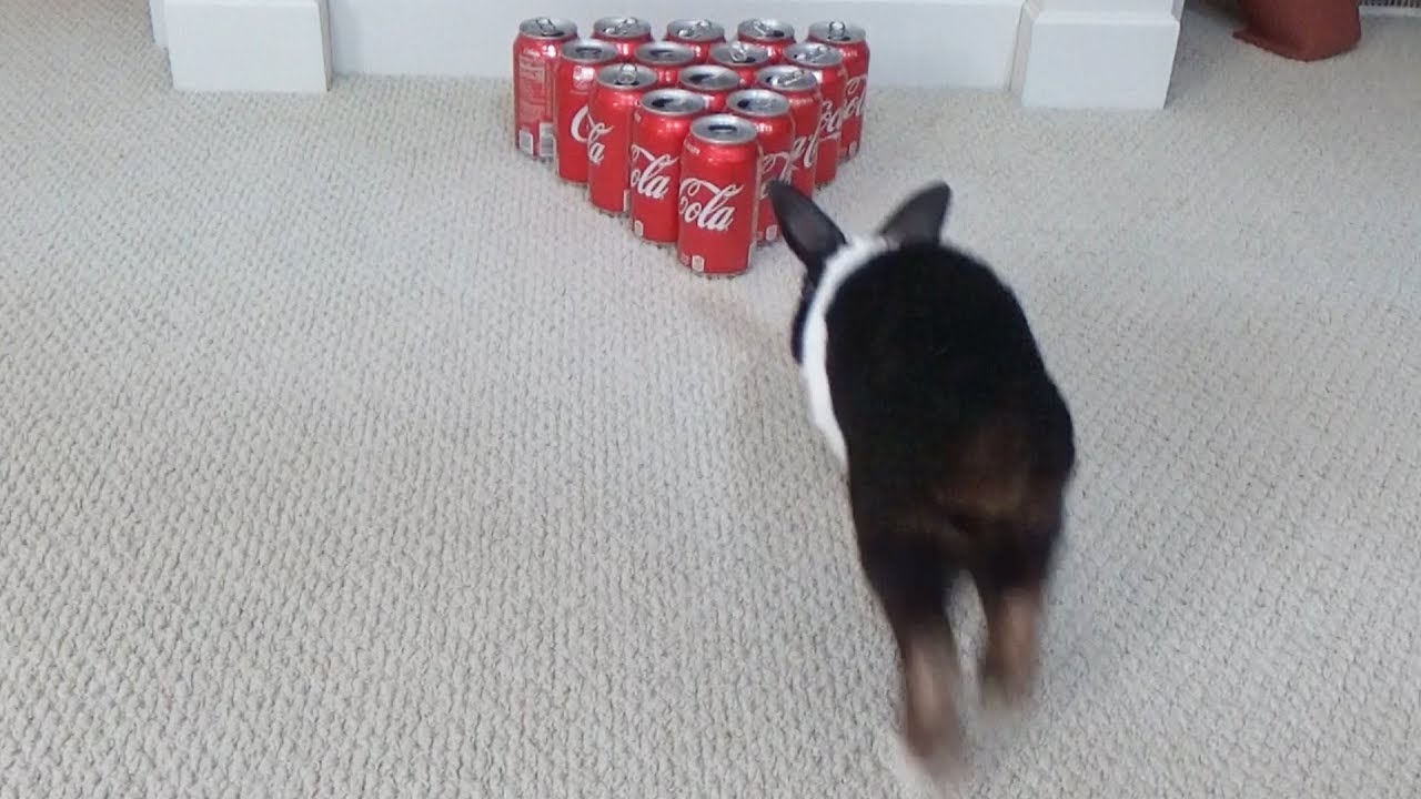 Rabbit Bowling