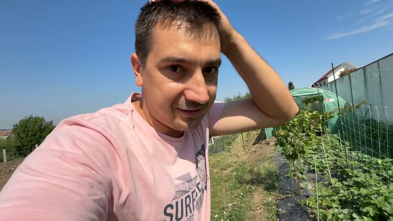 🐜 INVAZIE de FURNICI 🐜 în ORADEA 🏡 SOLUȚIE MIRACULOASĂ ☢️ ADIO Școală 🏫