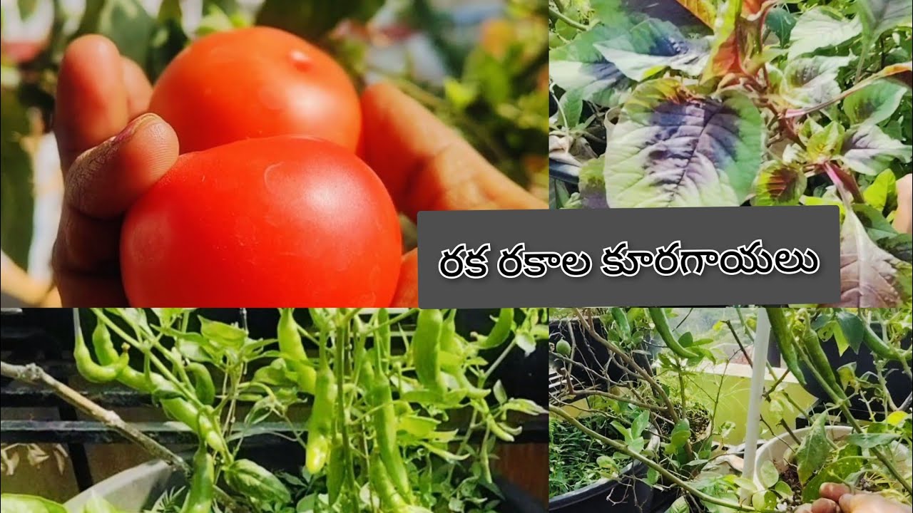 విత్తనాలు వేయకపోయిన ఉపయోగపడే మొక్కలు tubs నిండుగా వచ్చాయి Beautiful Harvest # చిన్న మొక్కకు ఎన్నో 