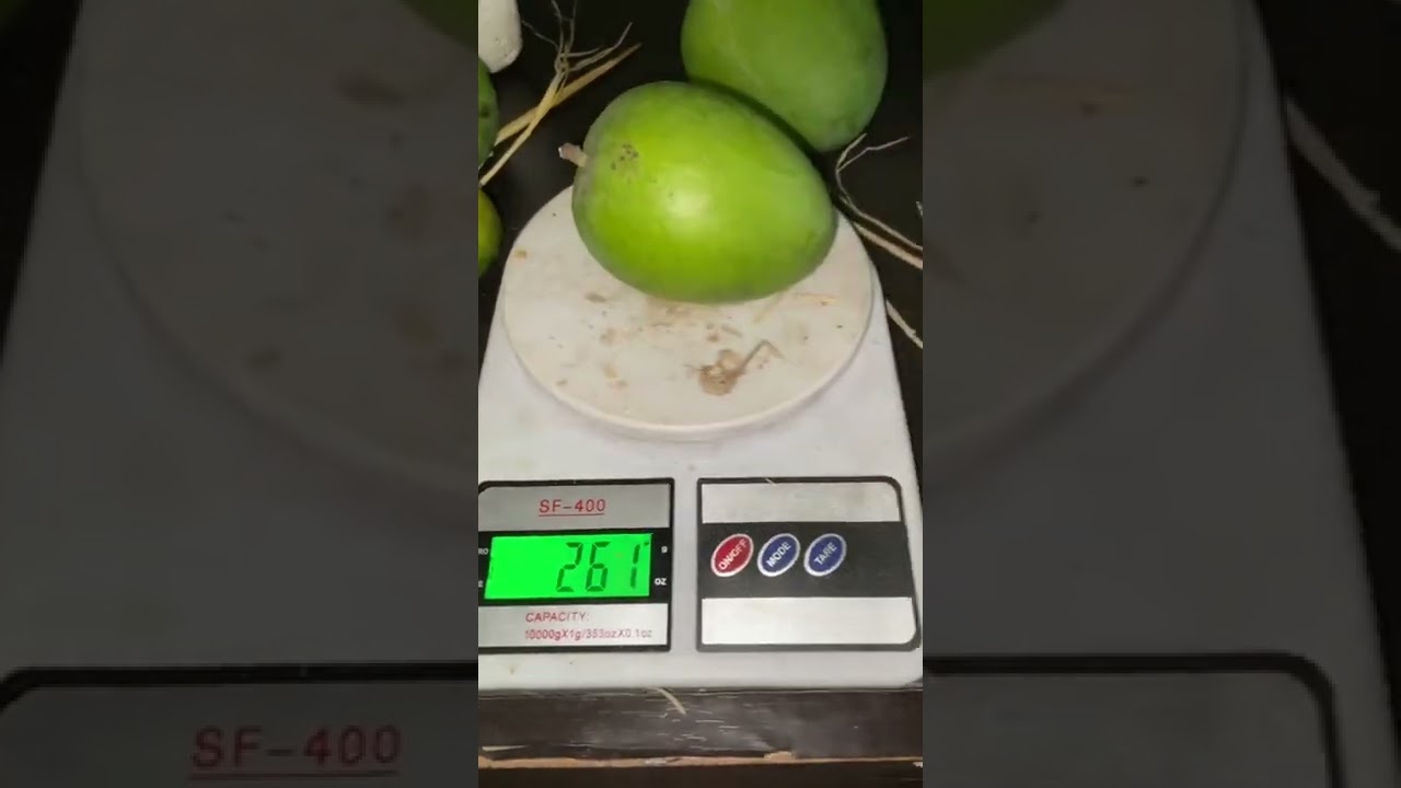 Mango grading at Anandban farms
