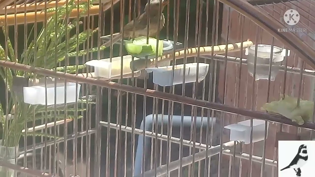 com quantos dias o filhote começa a comer sozinho? coleiro papa capim