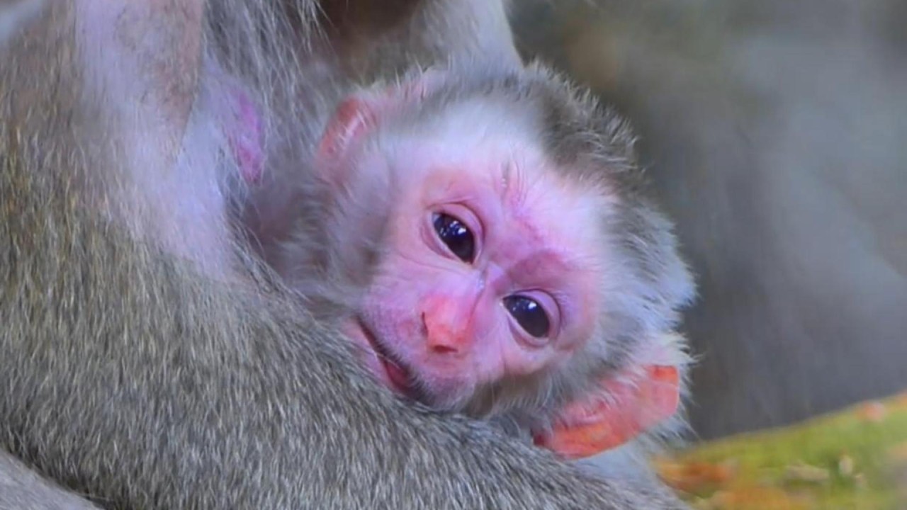 Lovely Summary Film! Cute baby Levy being with mom Libby, | MSSRMedia