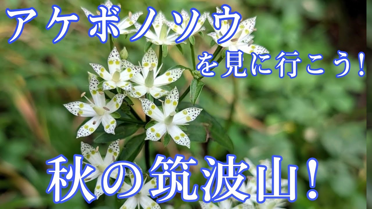 【秋の筑波山！】アケボノソウを見に行こう！貴重で美しい秋の筑波山の花々を紹介します（2025/10/18）