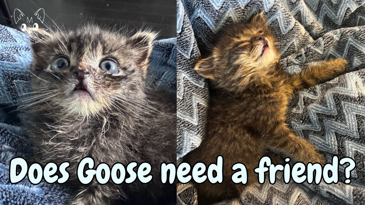 My Clingy Rescue Kitten Won't Leave My Side | Goosie McMoosie 🪿