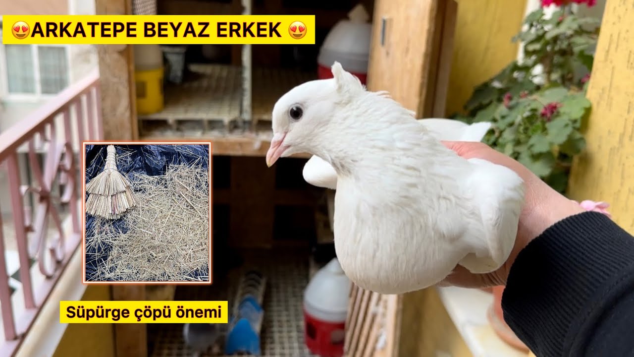 HARİKA BEYAZ ERKEK GERİ GELDİ 😍 KUŞLARA SÜPÜRGE ÇÖPÜ YAPTIK ~ Taklacı Güvercin Oyunkuşu