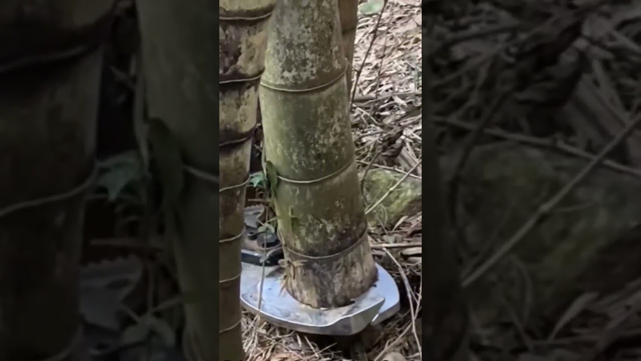 Bambus schneiden mit scharfen Werkzeugen | Schneller und pr&auml;ziser Ernteprozess