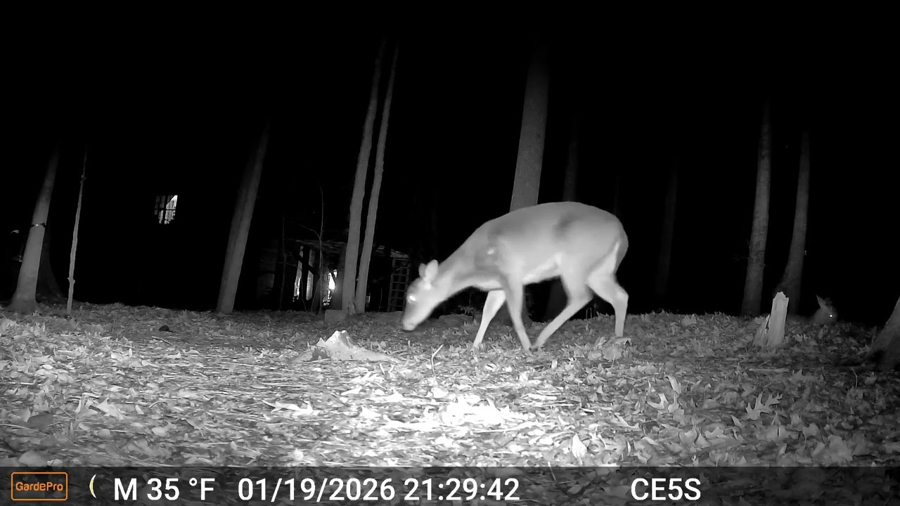 Cain cam 260120 E5S