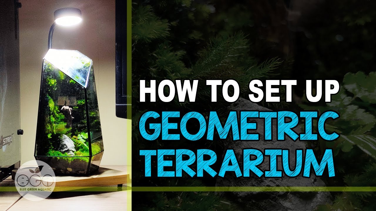 #22 - GEOMETRIC TERRARIUM | Moss Wall | Mini Forest On Your Working Desk