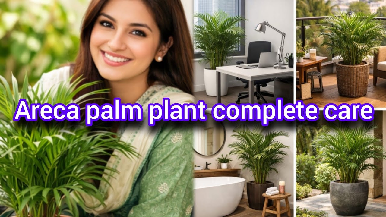 Areca Palm Plant Complete Care🪴🌿 | Areca Palm ko Hara Bhara Kaise Rakhein | Indoor Plant Care
