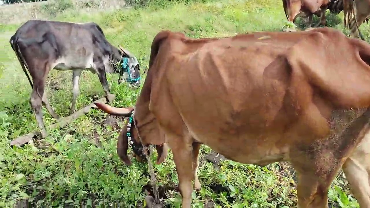 Cows ko grazing ke liye open chhoda