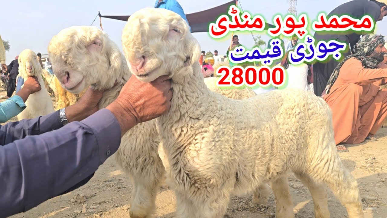 16 March 2026 پیر کے دن پاکستان کی سستی ترین منڈی محمد پور کا جائزہ لیں منڈی ڈگ گئ وپاری چیخ اٹھے 