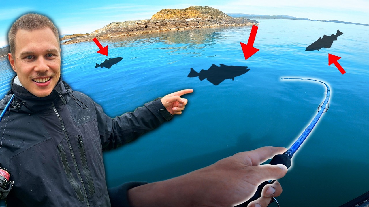 Pollack Duell im Fr&uuml;hsommer - Mit leichtem Tackle in S&uuml;dnorwegen!