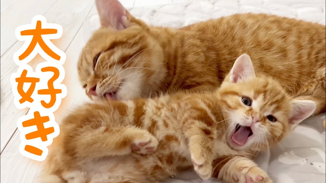 子猫のぽちゃくんは弟、妹のことがとても大好きです💓