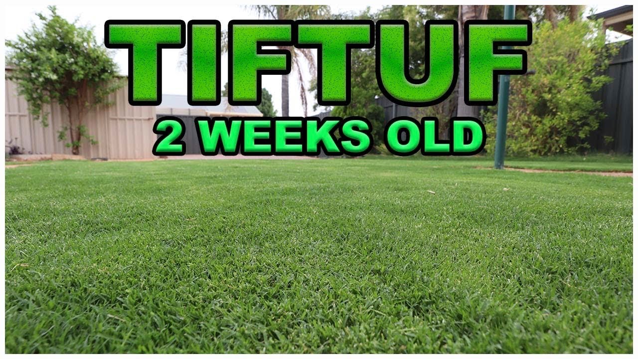 TifTuf 2 Weeks Old // First Treatment // Humic+Amino+Wetter+Fert+Pesticide..