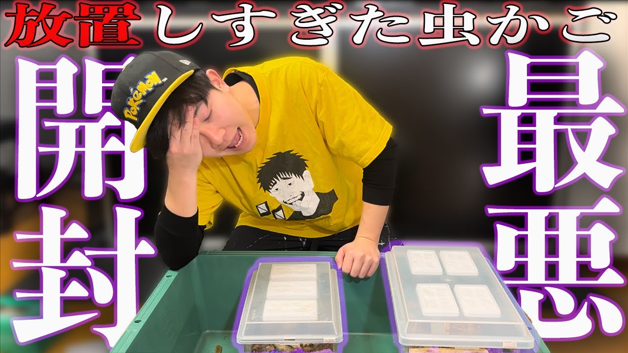 放置していたクワガタの虫籠が大変なことになっていました…………………………
