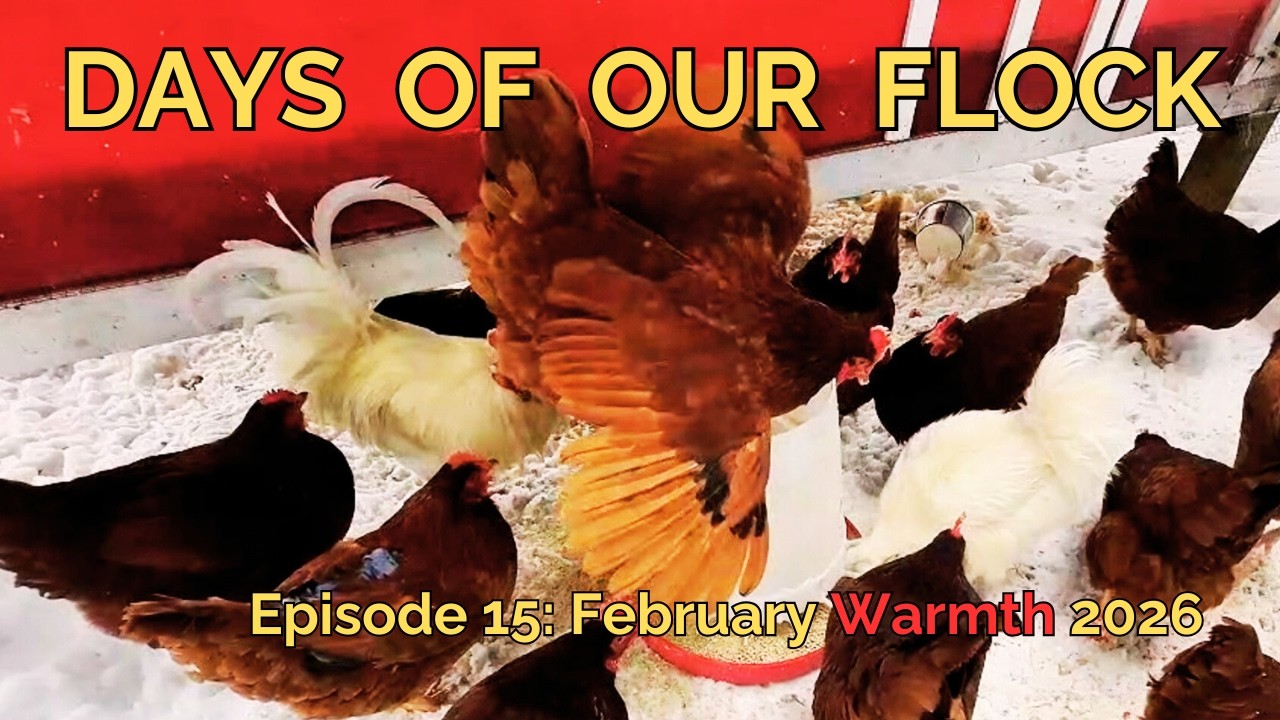 Days of Our Flock - Ep15: February Warmth 2026