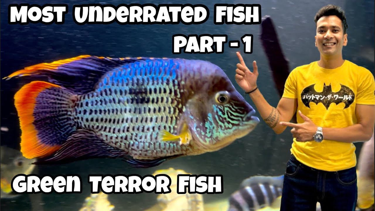 Green Terror Fish | Most Underrated Fish | Green Terror Cichlid | Part 1