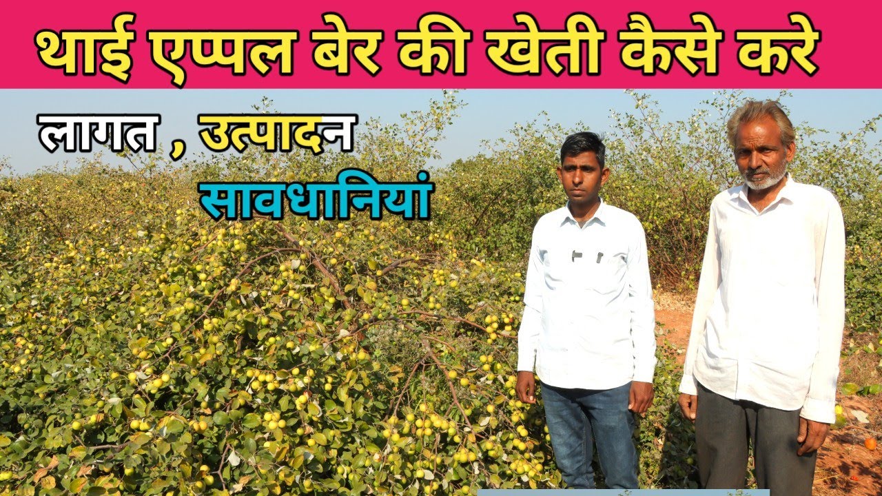 थाई एप्पल बेर की खेती से साल भर में ही लाखों की कमाई !! Thai apple ber farming !! Sarvan manglora