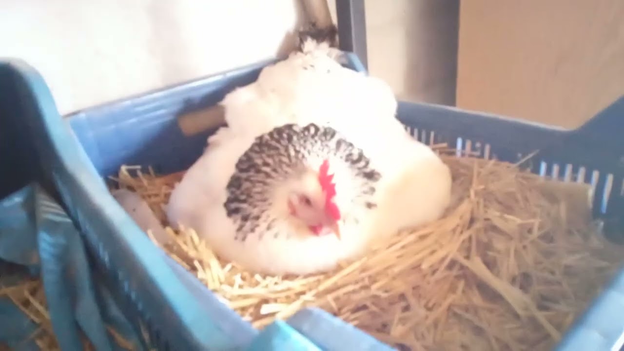 2 gurk Yumurtaların üstünde Yatıyor 1 Tanesinde gurk 4 yumurta aldık 