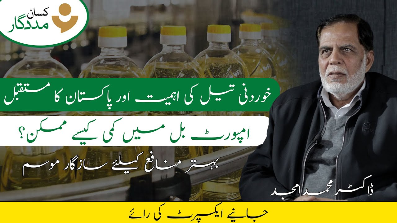 Pakistan mai khurdani tail paida krne ka behtreen waqt| Khurdani tail ki fasal sai amdan خوردنی تیل