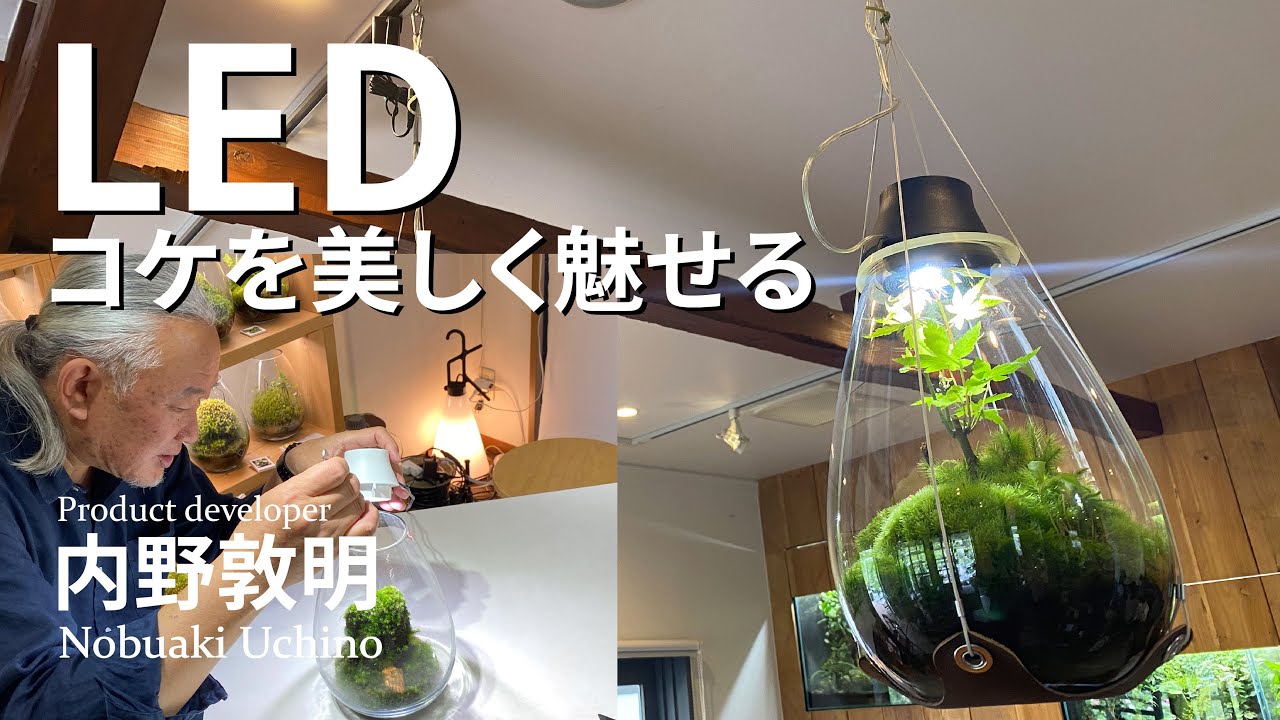苔テラリウムを美しく魅せるLED【Mosslight（モスライト）開発者：内野敦明】#97
