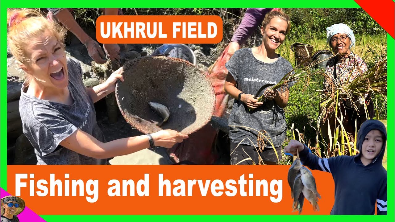 Fishing and harvesting in Ukhrul VLOG163 | Ukhrul Daily VLOG | TheShimrays