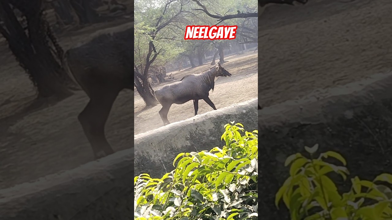 Neelgaye(Blue buck )